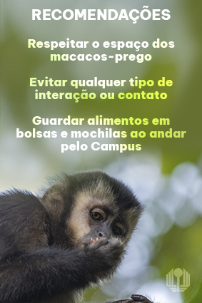 Macaco-prego participa de aula em faculdade e viraliza na web; vídeo
