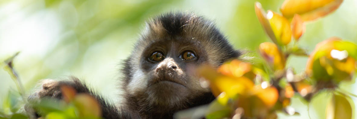 Comportamento de macaco-prego reflete ambiente em que vive, não seus genes  – AUN – Agência Universitária de Notícias