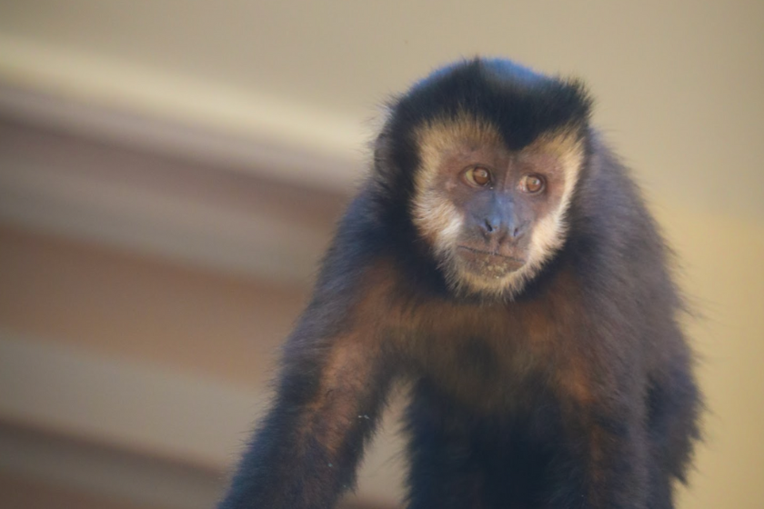 Macacos-prego brasileiros estão em sua própria 'idade da pedra' há