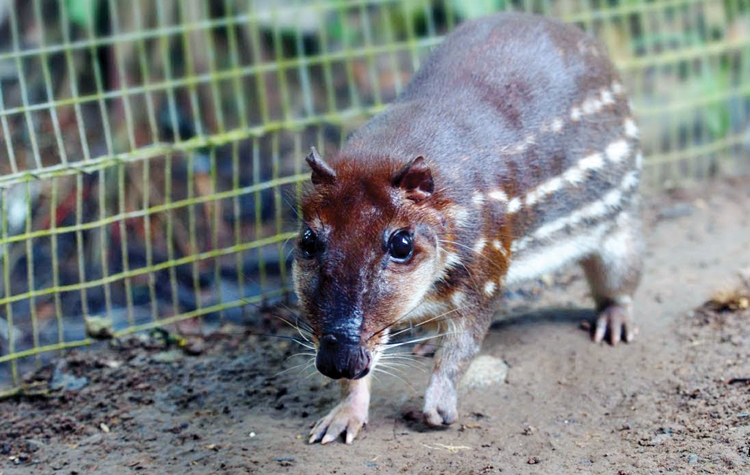 Confundiu ratão com lontra